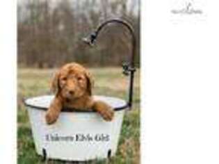 Labradoodle Puppy for sale in Tulsa, OK, USA