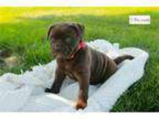 Alapaha Blue Blood Bulldog Puppy for sale in South Bend, IN, USA