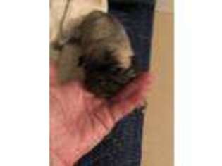 Pug Puppy for sale in Seward, NE, USA