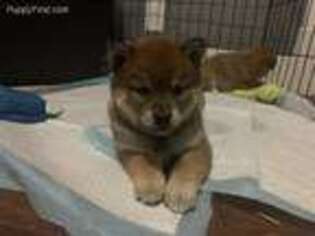 Shiba Inu Puppy for sale in Great Falls, MT, USA