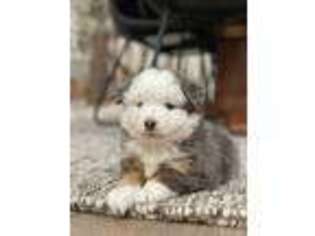 Miniature Australian Shepherd Puppy for sale in Laurel, NE, USA