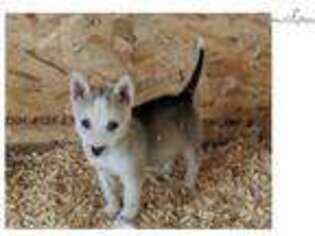 Wolf Hybrid Puppy for sale in Lexington, KY, USA