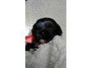 Shih-Poo Puppy for sale in Herndon, PA, USA