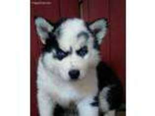 Siberian Husky Puppy for sale in Dittmer, MO, USA