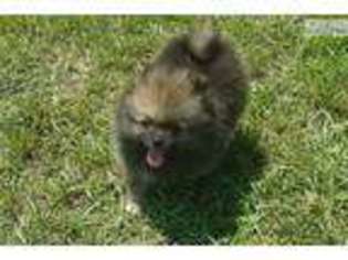 Pomeranian Puppy for sale in Mobile, AL, USA