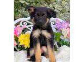 German Shepherd Dog Puppy for sale in Miami, FL, USA