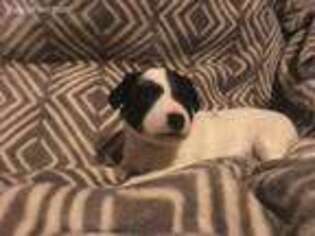 Medium Photo #1 Jack Russell Terrier Puppy For Sale in La Jara, CO, USA