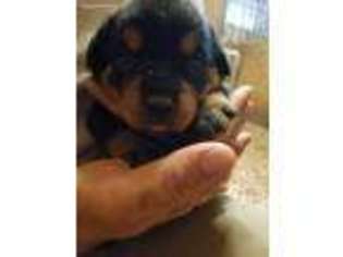 Rottweiler Puppy for sale in Effingham, IL, USA