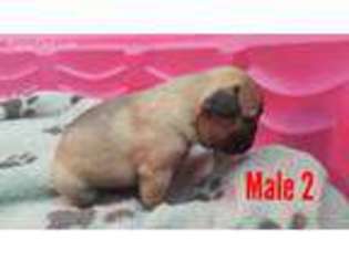 French Bulldog Puppy for sale in Oceanside, CA, USA