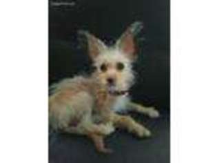 Chorkie Puppy for sale in Bronx, NY, USA