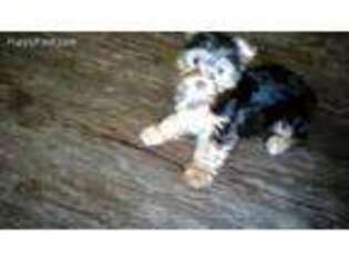 Yorkshire Terrier Puppy for sale in Gladwin, MI, USA