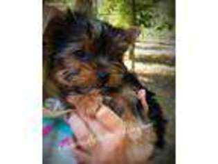 Yorkshire Terrier Puppy for sale in Stafford, VA, USA