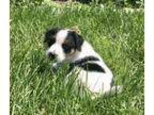 Jack Russell Terrier Puppy for sale in Hereford, OR, USA