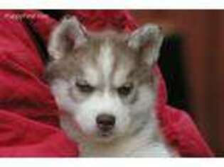 Siberian Husky Puppy for sale in Molalla, OR, USA