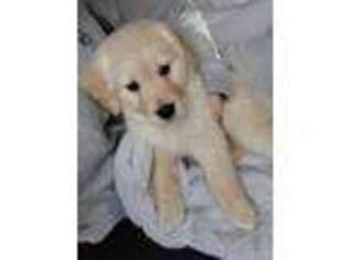Golden Retriever Puppy for sale in Carson City, MI, USA