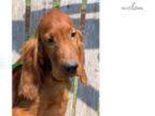 Irish Setter Puppy for sale in Tulsa, OK, USA