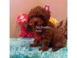Mutt Puppy for sale in Bronx, NY, USA