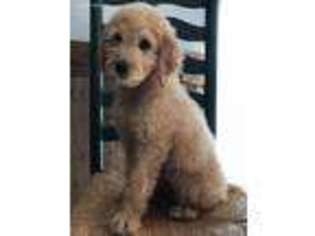 Goldendoodle Puppy for sale in Vassar, KS, USA