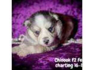 Chinook Puppy for sale in Springfield, MO, USA