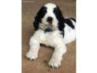 English Springer Spaniel Puppy for sale in Livingston, TN, USA