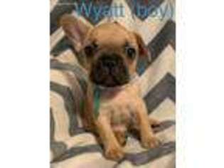 French Bulldog Puppy for sale in Hico, TX, USA