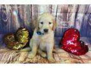 Golden Retriever Puppy for sale in Coulee City, WA, USA