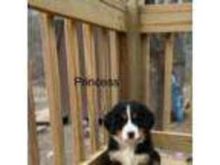 Bernese Mountain Dog Puppy for sale in Lawrenceburg, TN, USA