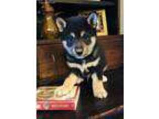 Shiba Inu Puppy for sale in Chino, CA, USA