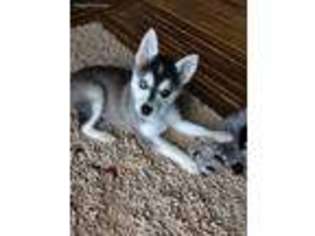 Alaskan Klee Kai Puppy for sale in Cheyenne, WY, USA