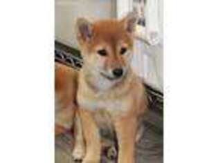 Shiba Inu Puppy for sale in Oskaloosa, KS, USA