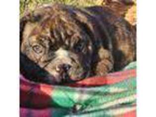 Bulldog Puppy for sale in Kimbolton, OH, USA