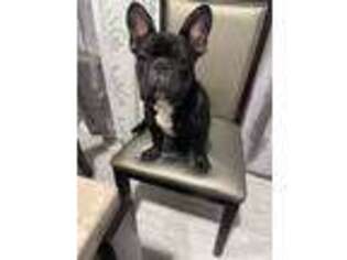 French Bulldog Puppy for sale in Chino, CA, USA