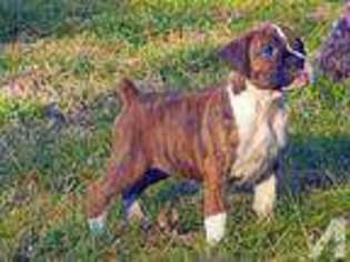 Boxer Puppy for sale in MADISON, VA, USA