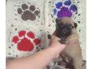 French Bulldog Puppy for sale in Trenton, GA, USA