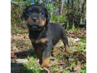 Rottweiler Puppy for sale in Shepherd, TX, USA