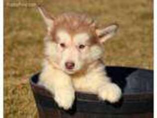 Alaskan Malamute Puppy for sale in Kendallville, IN, USA