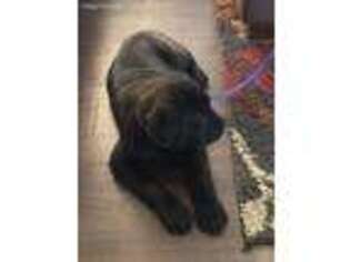 Cane Corso Puppy for sale in Campton, KY, USA