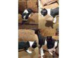 Boston Terrier Puppy for sale in Bolivar, MO, USA