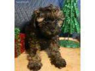 Schnoodle (Standard) Puppy for sale in Albertville, AL, USA