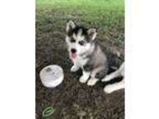 Siberian Husky Puppy for sale in Wauseon, OH, USA