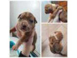 Mutt Puppy for sale in Clearfield, PA, USA