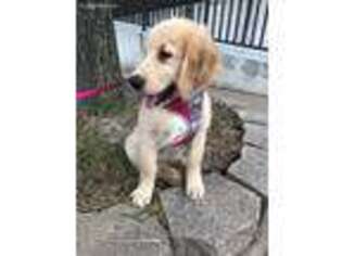 Golden Retriever Puppy for sale in Easton, PA, USA