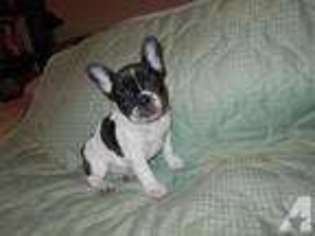 French Bulldog Puppy for sale in HENDERSON, TX, USA