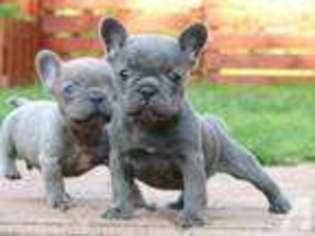 French Bulldog Puppy for sale in LIVINGSTON, MT, USA