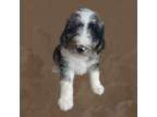 Mutt Puppy for sale in Delphos, OH, USA