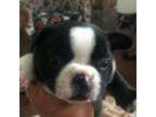 French Bulldog Puppy for sale in Mason, TX, USA