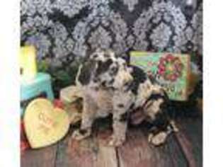 Great Dane Puppy for sale in Alton, IA, USA