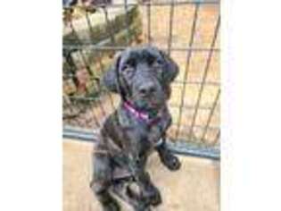 Mastiff Puppy for sale in Camden, TN, USA