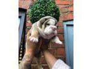 Bulldog Puppy for sale in Manton, MI, USA