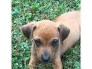 Rhodesian Ridgeback Puppy for sale in Elizabethton, TN, USA